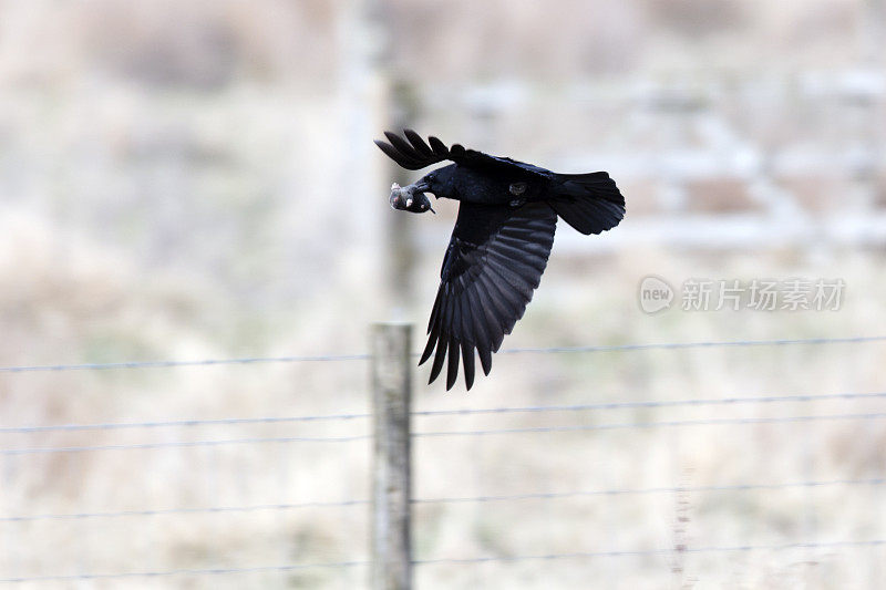 腐肉乌鸦(Corvus corone)